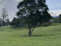 Green Pastures and Cool Breeze #Nuwareliya