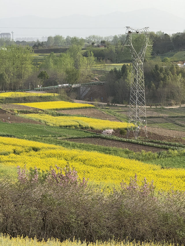 Do you know canola oil is of such pretty plants?