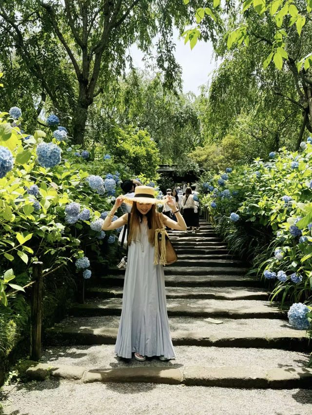 鎌倉　オススメ紫陽花スポット　2選