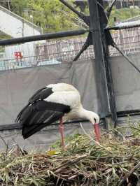 大阪天王寺動物園