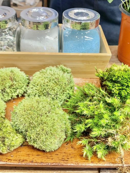 🌿 종로 테라리움 원데이 클래스 후기 🌿