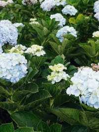 Lost in a Sea of Hydrangeas at Kuv Niam Hydenyia, Chiang Mai