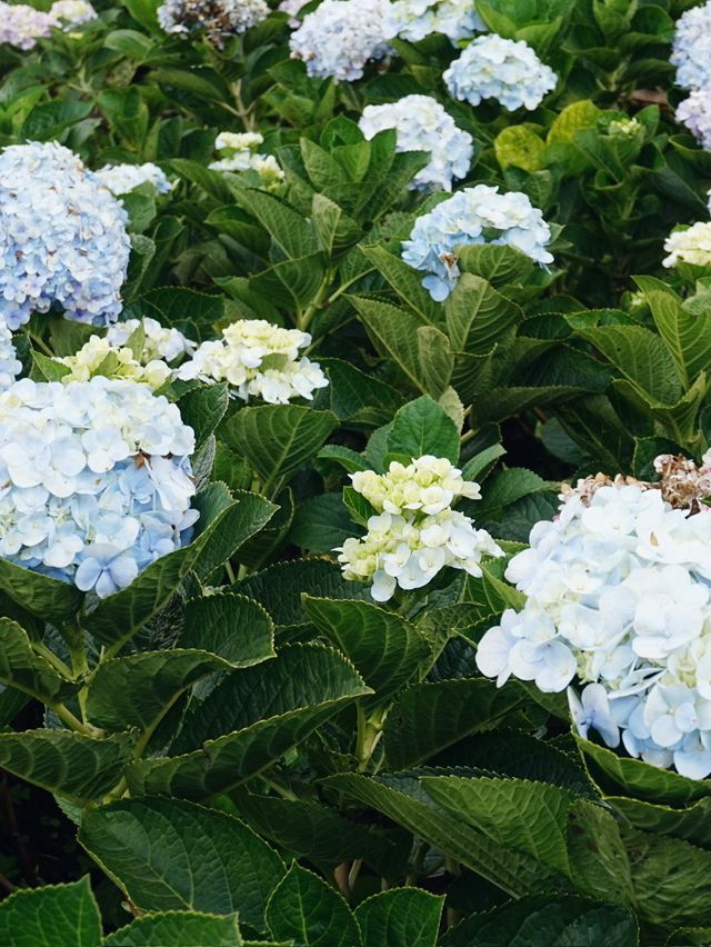 Lost in a Sea of Hydrangeas at Kuv Niam Hydenyia, Chiang Mai