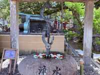 花開見佛-銚子妙福寺與來自京都的臥龍の藤