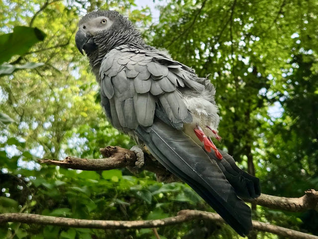 Zoo Negara