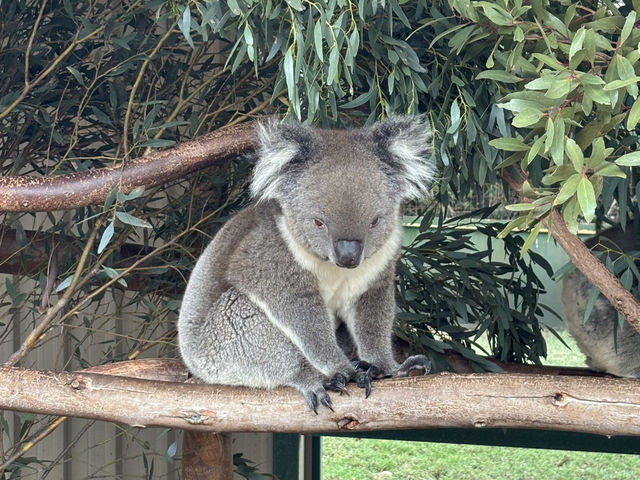 Best of Perth with Kids in 4 Fulfilling Days!