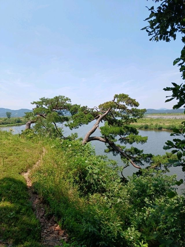황금빛 물결 속 황홀한 꽃길 산책