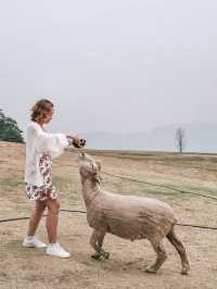 Fluffy Fun at Akha Farmville, Chiang Rai 🐑🌾💚