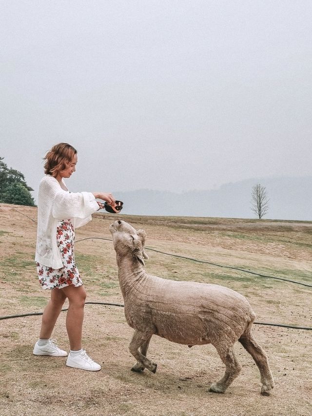 Fluffy Fun at Akha Farmville, Chiang Rai 🐑🌾💚