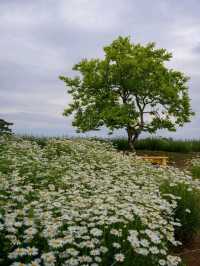 Flower-Filled Bliss in Hongseong