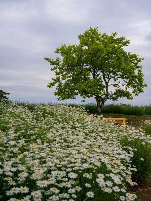Flower-Filled Bliss in Hongseong