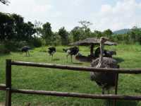 Alpaca Hill อ. สวนผึ้ง จ. ราชบุรี