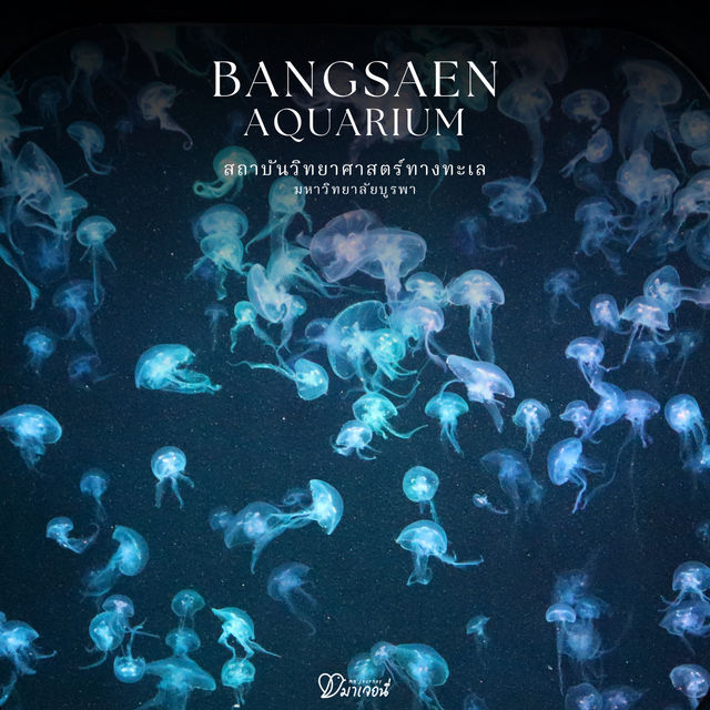 Bangsaen Aquarium เที่ยวชิล ๆ ได้ความรู้ไปด้วย 
