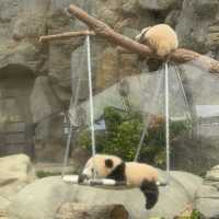 香港海洋公園：熊貓經濟 🐼🤣