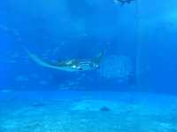 🐠 Dive into Wonder at Okinawa Churaumi Aquarium