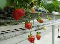 🍓 Berry Fun at Chura Ichigo Itoman House – Strawberry Picking in Okinawa!