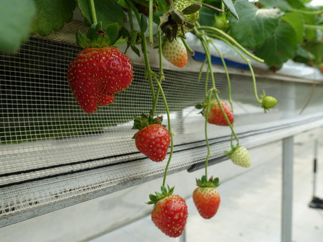 🍓 Berry Fun at Chura Ichigo Itoman House – Strawberry Picking in Okinawa!