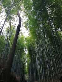 Lost in the Bamboo Sauce: A Stroll Through Arashiyama Bamboo Forest 