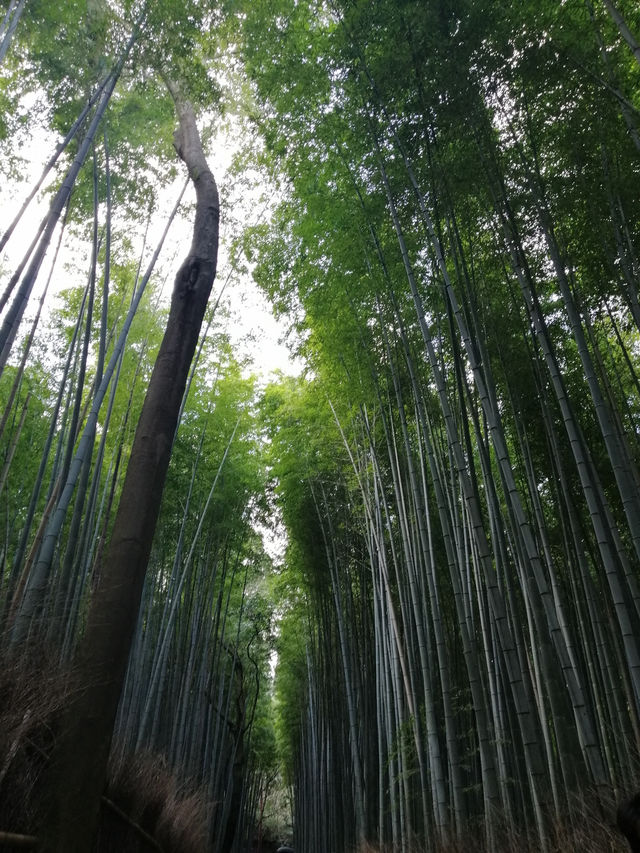 Lost in the Bamboo Sauce: A Stroll Through Arashiyama Bamboo Forest 