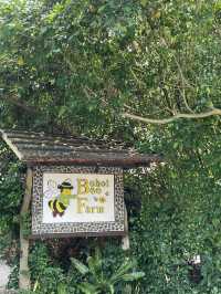 Bohol Bliss: Island Adventures Await