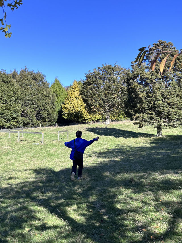 🌿奧克蘭小眾靜景｜One Tree Hill 一樹山｜在城市中心，遇見整個紐西蘭的靈魂