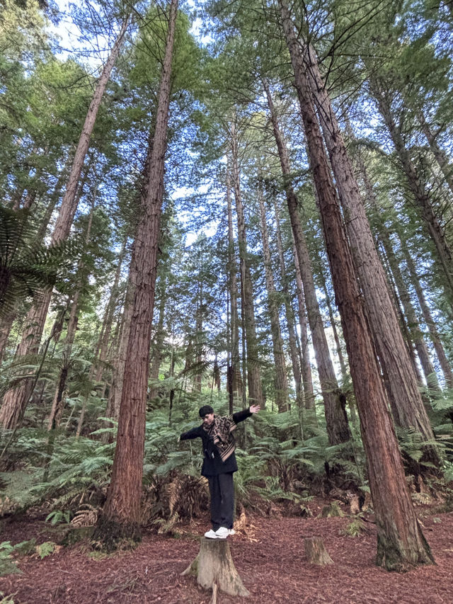 🌲紐西蘭紅木步道｜漫步千年巨木森林，像走進魔戒世界