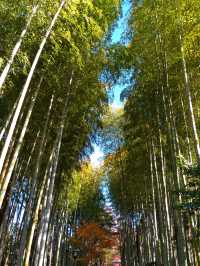 紅葉の修善寺