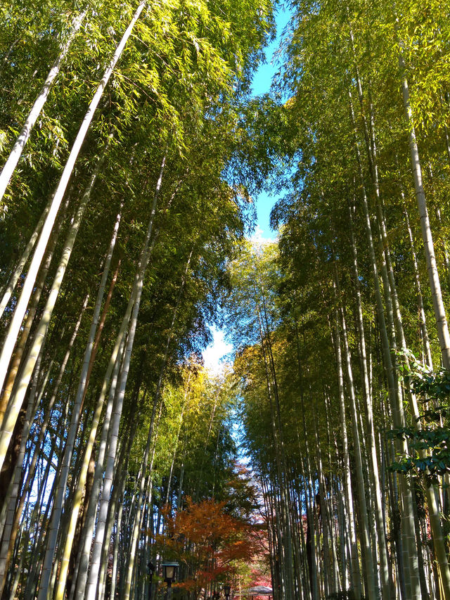 紅葉の修善寺