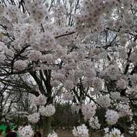 Yoyogi Park