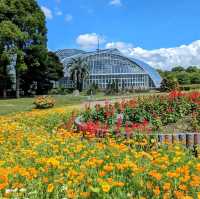 京都 | 京都府立植物園，盛夏的繡球花海