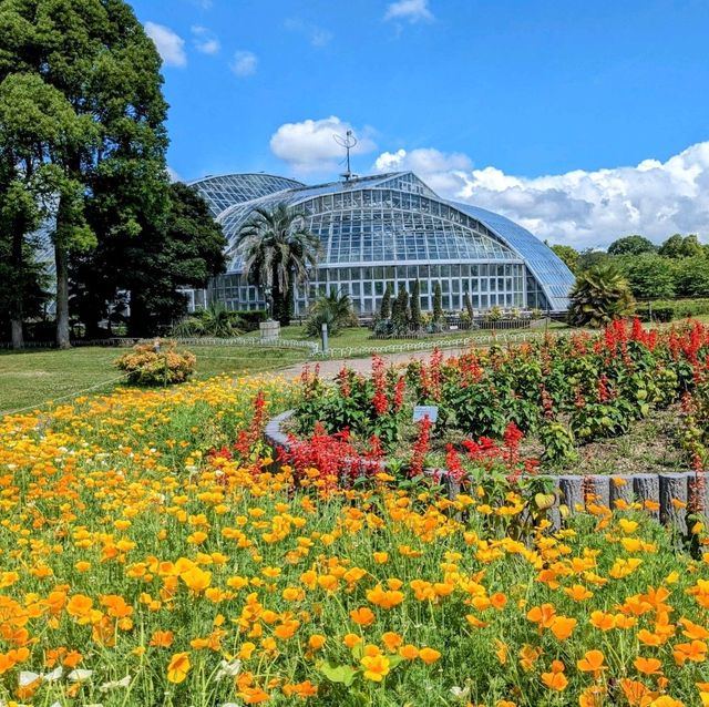 京都 | 京都府立植物園，盛夏的繡球花海