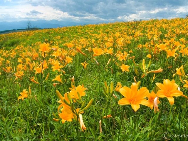 【長野】ニッコウキスゲが埋め尽くす！「霧ヶ峰・車山高原」