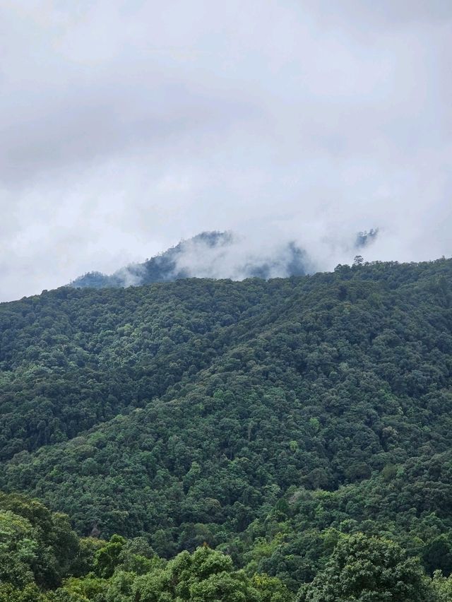 First Valley Coffee Estate | Chiangmai 