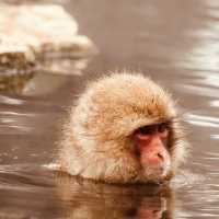 ❄️ Solo Adventure: Jigokudani Monkey Park – Where Snow Monkeys Soak in Hot Springs