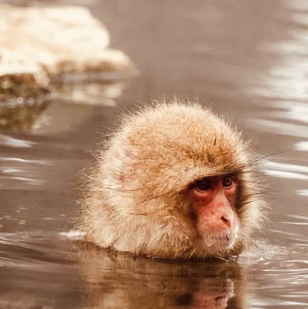 ❄️ Solo Adventure: Jigokudani Monkey Park – Where Snow Monkeys Soak in Hot Springs