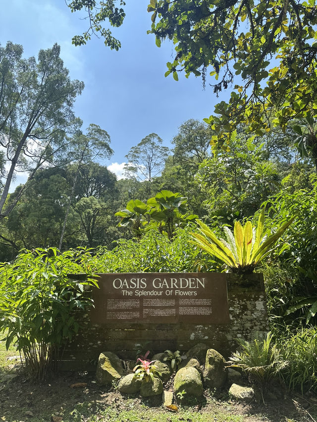 Oasis Garden: Sunday Blooming Like My Excuses
