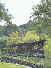 Bamboo Playhouse: KL’s Most Photogenic Treehouse 🌳📸