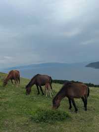 【宮崎】野生馬と灯台の絶景🌊都井岬で非日常の旅へ🐎