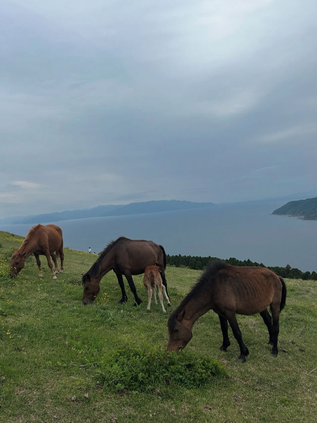 【宮崎】野生馬と灯台の絶景🌊都井岬で非日常の旅へ🐎