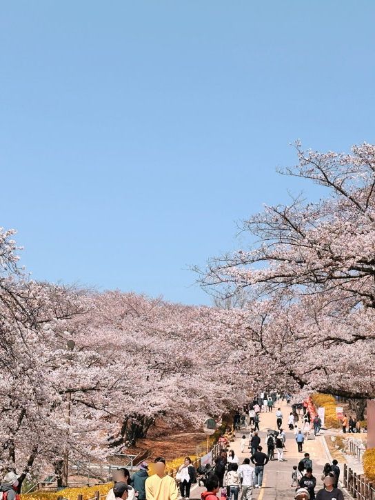 대중교통으로 갈 수 있는 인천의 벚꽃 명소