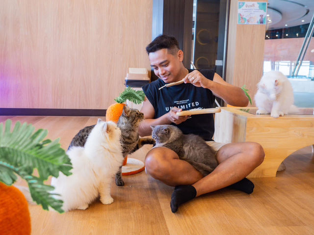 Cat Sky Bar Cafe - Pattaya