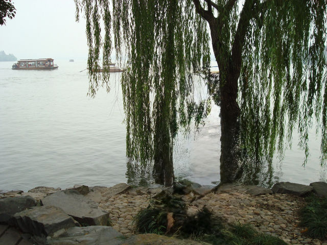 🌷 Taiziwan Park — A Stroll Through Spring’s Softest Dream