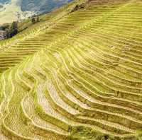 Longji Rice Terraces: A Solo Traveler’s Journey Through China’s Dragon Spine Mountains"** 🐉🌾