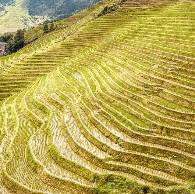 Longji Rice Terraces: A Solo Traveler’s Journey Through China’s Dragon Spine Mountains"** 🐉🌾