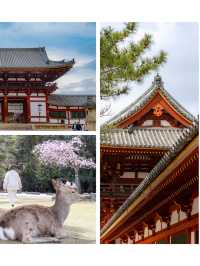 ✨ 「奈良一日遊｜與鹿共舞，穿越千年歷史」 ✨