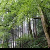 【貴船神社】水の神様に願いを込めて💧幻想的な森の中で縁結びの旅