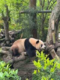 PANDA VALLEY · CHENGDU’S WILDER, WISPIER PANDASANCTUARY