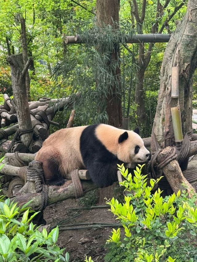 PANDA VALLEY · CHENGDU’S WILDER, WISPIER PANDASANCTUARY