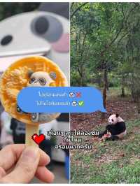 ไปดูน้อนแพนด้า 🐼 vs ไปกินไอติมแพนด้า 🍦เฉิงตู