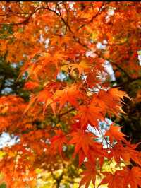 【水前寺成趣園】心がすっと整う、熊本の癒し庭園🌿